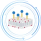 Annexin V